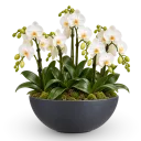 Elegantní sesadba orchideí
